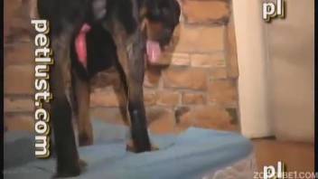 Savage Rottweiler bangs my dirty spouse in doggy position
