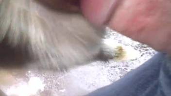 Guy banging an obedient beast with his stiff dick