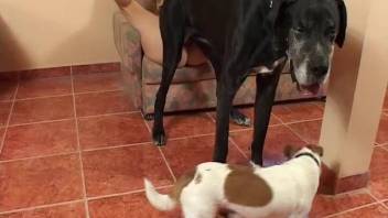 Limber chick screwing various beasts on webcam