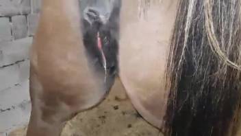 Female horse's cunt being filled with cum by an excited, shaggy man