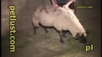Aroused man bangs a sheep and shoots his load on her wool
